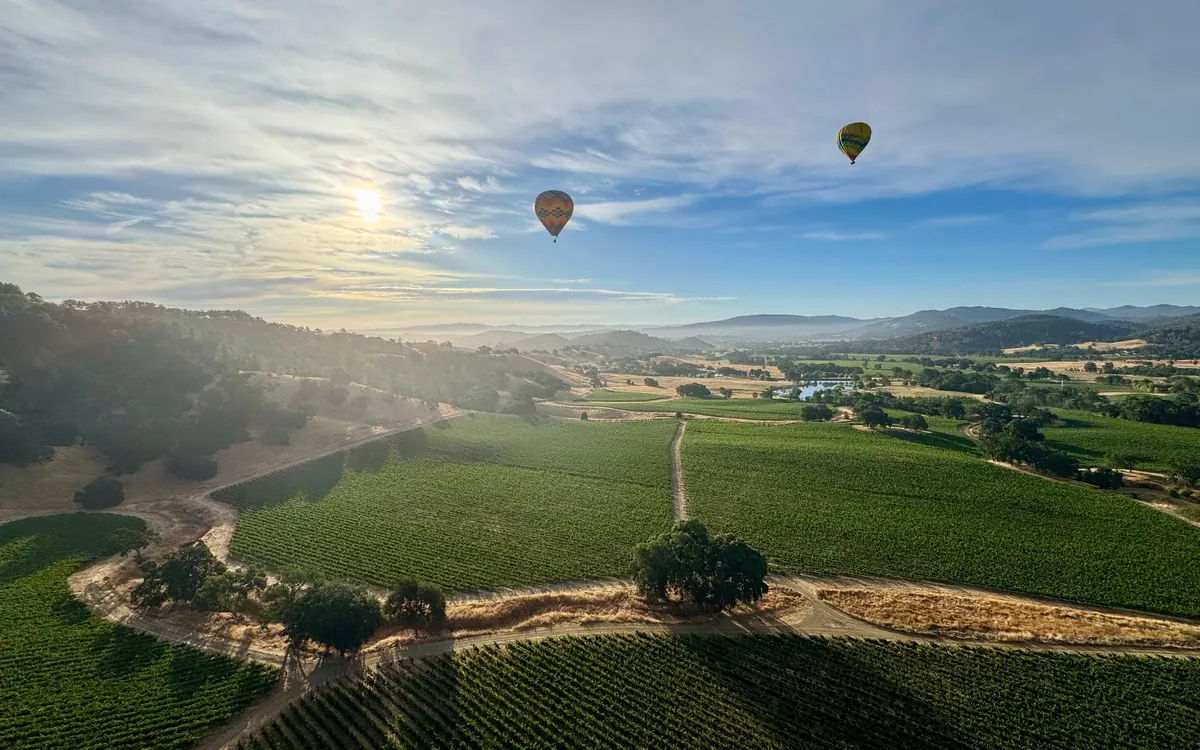 A hot air balloon drifting low above rows of vines with hills behind
