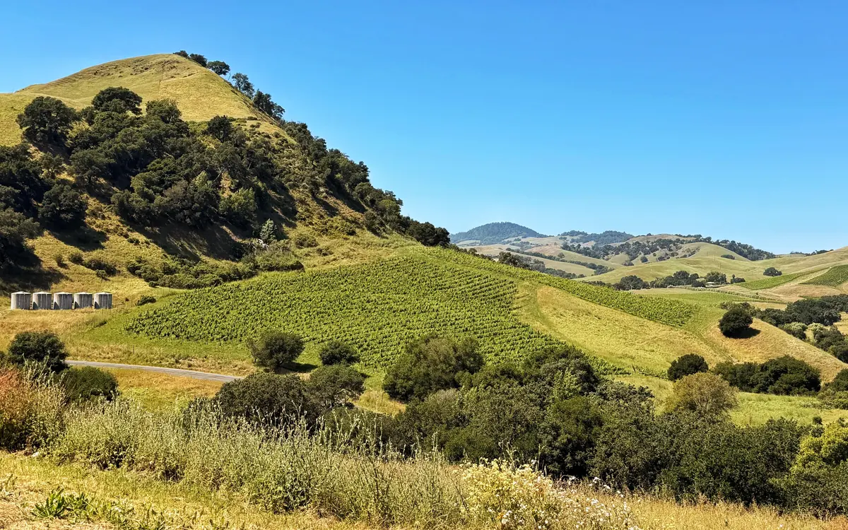 Goldene Hügel über Weinreihen im Napa Valley im frühen Licht eines Sommermorgens