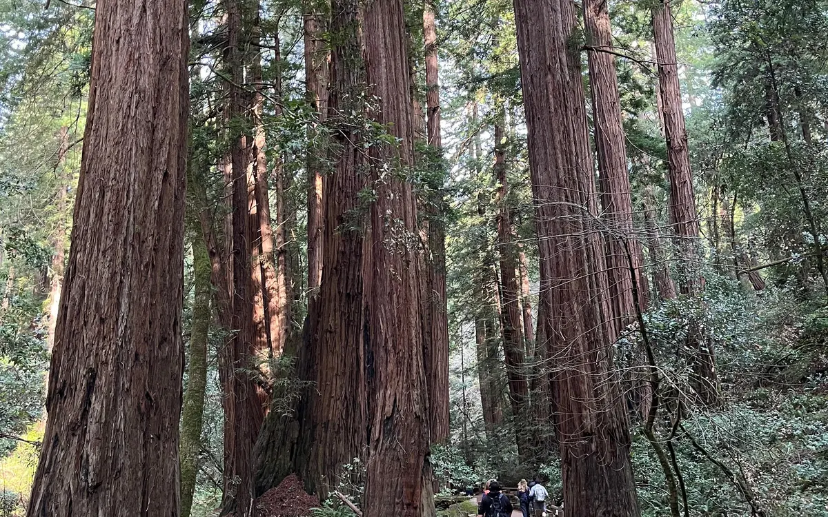 Troncos altos de sequoias em Muir Woods na estrada a norte de San Francisco para Napa Valley