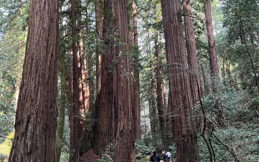 San Francisco: Muir Woods, Napa y Sonoma, tour de vinos de día completo