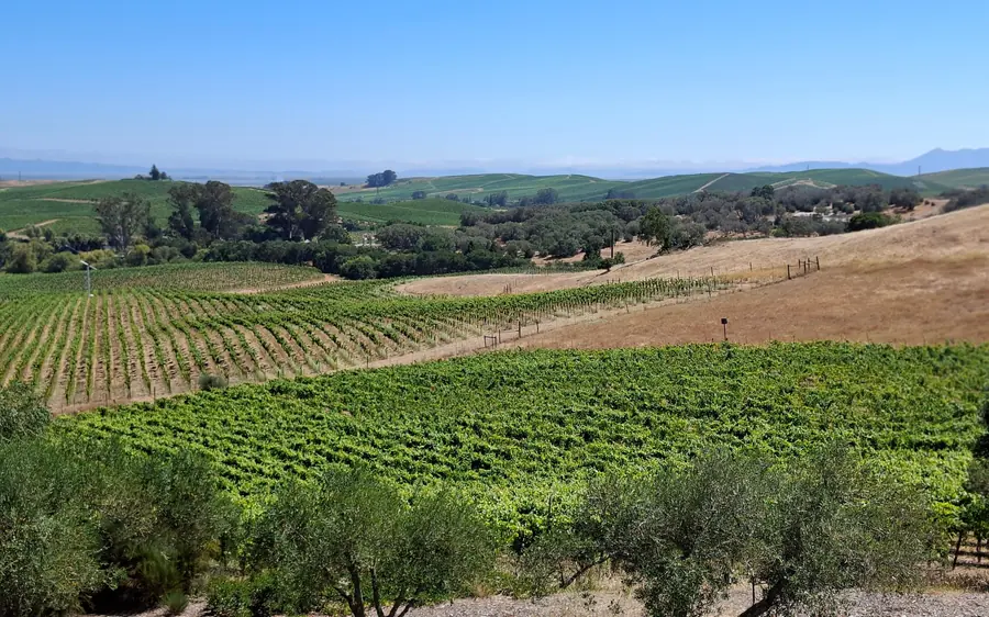 San Francisco: tour premium de vinos por Napa y Sonoma en grupo reducido
