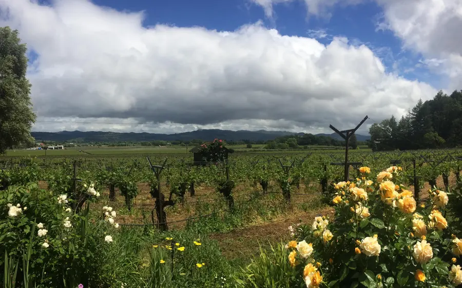 San Francisco: tour de vinos por Napa y Sonoma con cata opcional