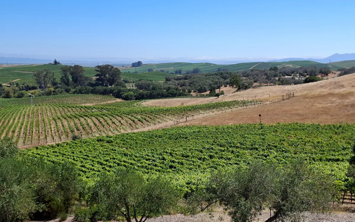 Lange, gerade Weinbergreihen in vollem Laub auf dem Talboden des Napa Valley im Sommer